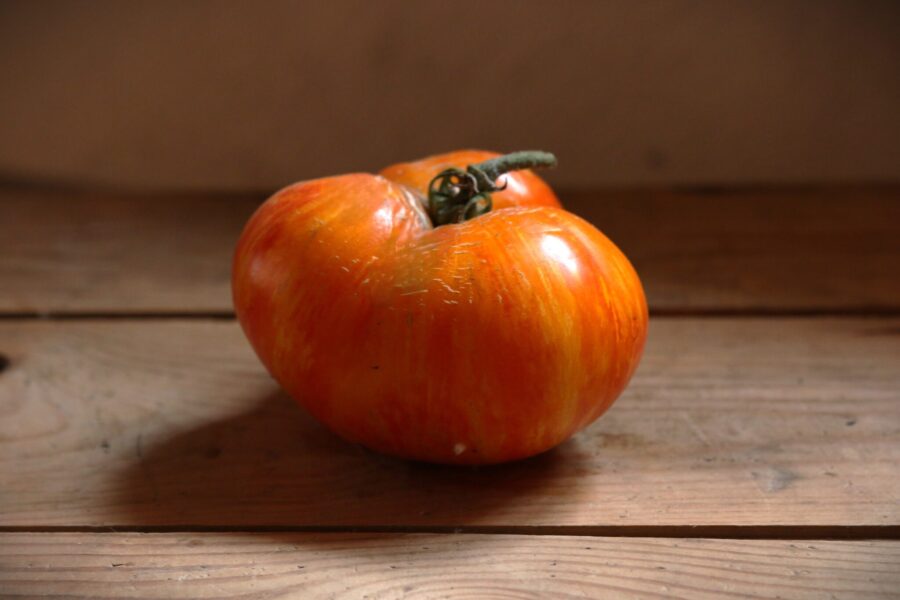 Plan 9 From Outer Space bifftomat – tvåfärgade frukter i orange och rött | TummelstaChili