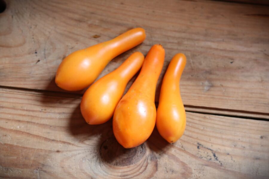 Mila körsbärstomat – päronformade frukter i tangerineorange från Ryssland | TummelstaChili