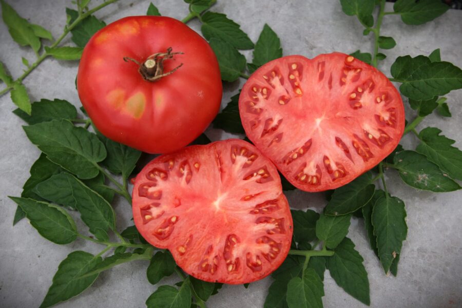 Berrys Crazy Beef bifftomat med köttiga röda frukter - kraftfull och smakrik | TummelstaChili