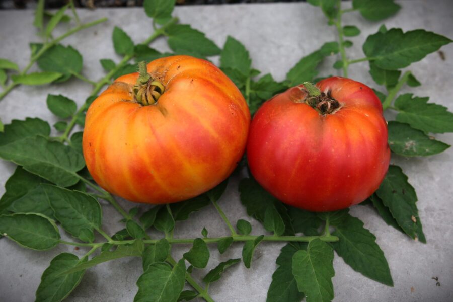 Mr. Stripey tomat med spektakulära gula och röda tigerränder - engelsk heirloom | TummelstaChili