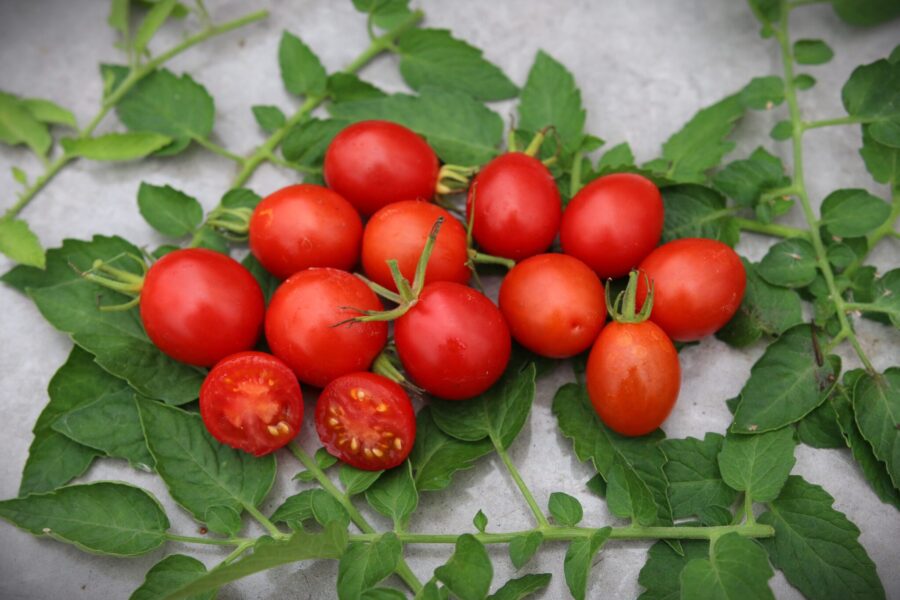 Petite Poire tomatfrön – eleganta päronformade körsbärstomater i djupröd färg | TummelstaChili