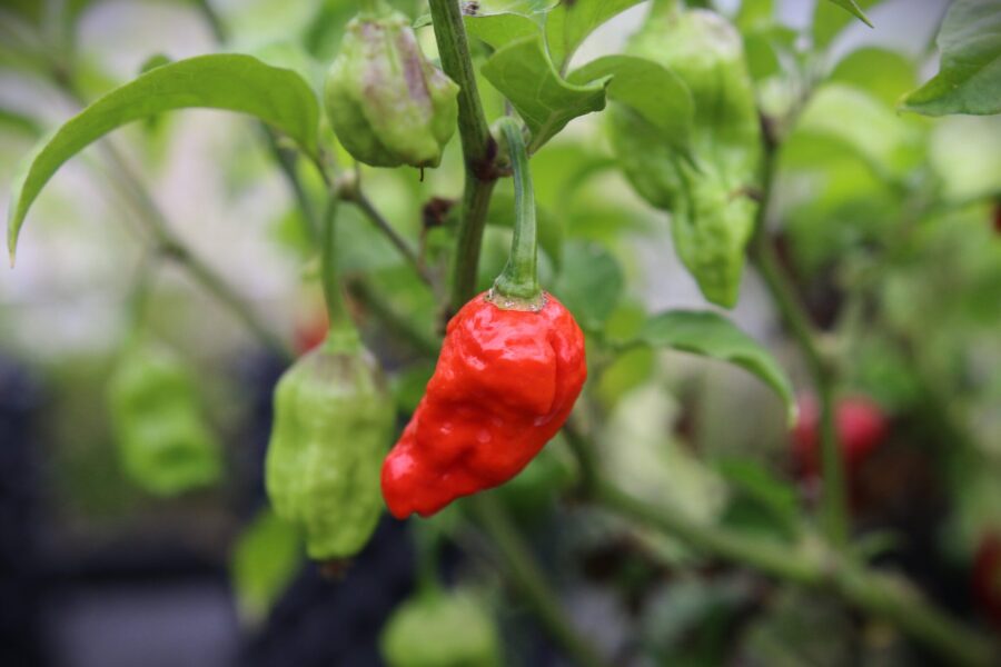 Bhut Jolokia Assam chilifrön – legendariska röda Ghost Pepper med rynkig yta | TummelstaChili