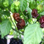 Odla Trinidad Moruga Scorpion Chocolate