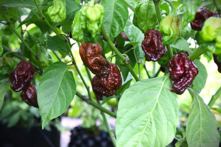 Trinidad Moruga Scorpion Chocolate – chokladbrun superchili med rökig smak från Trinidad | TummelstaChili