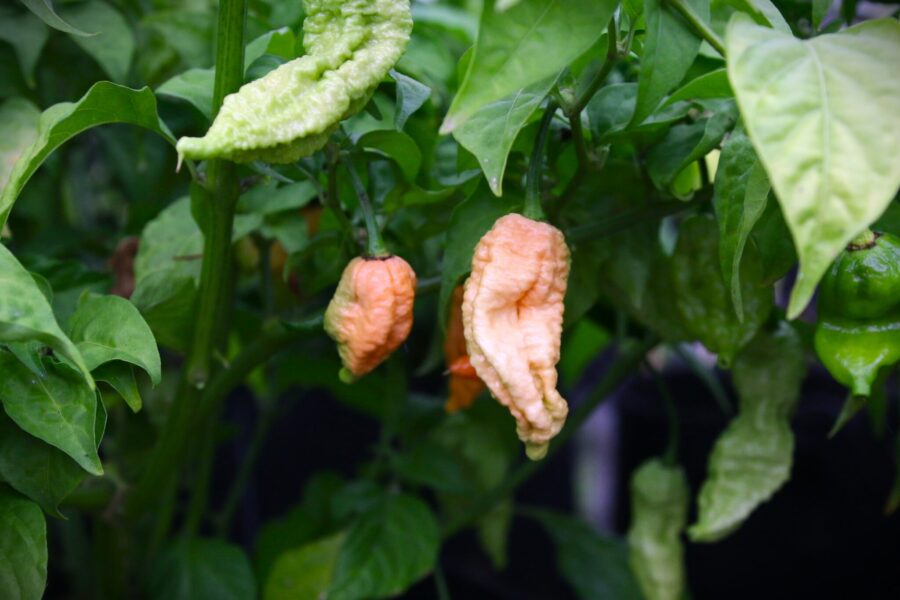 Borg 9 Peach chilifrön – persikofärgad superchili med unik bubbelgum-smak | TummelstaChili