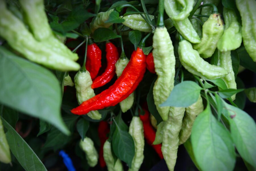 Super Naga chilifrön – röd superhet med rynklig yta från Bangladesh | TummelstaChili