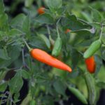 Odla Aji Little Finger Orange