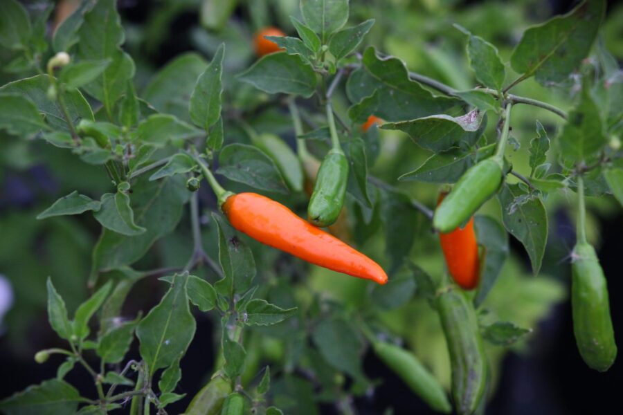 Aji Little Finger Orange chilifrön – små fingerformade orange frukter från Bolivia | TummelstaChili