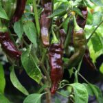 Odla Ethiopian Brown