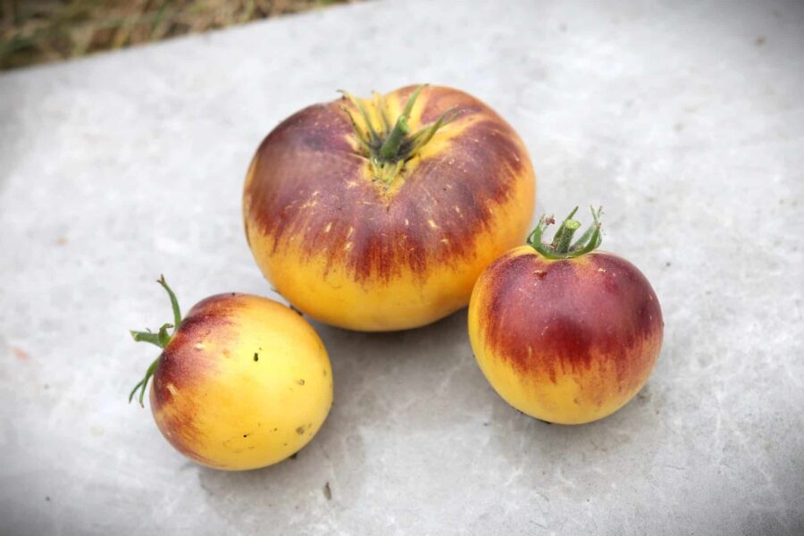 Great White tomatfrön – stor vit bifftomat med krämfärgade frukter | TummelstaChili