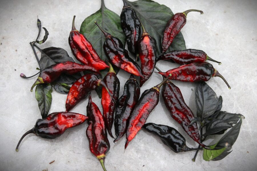 Naga Tiger D.D chili – superhet italiensk sort med dramatisk färgväxling | Köp hos TummelstaChili