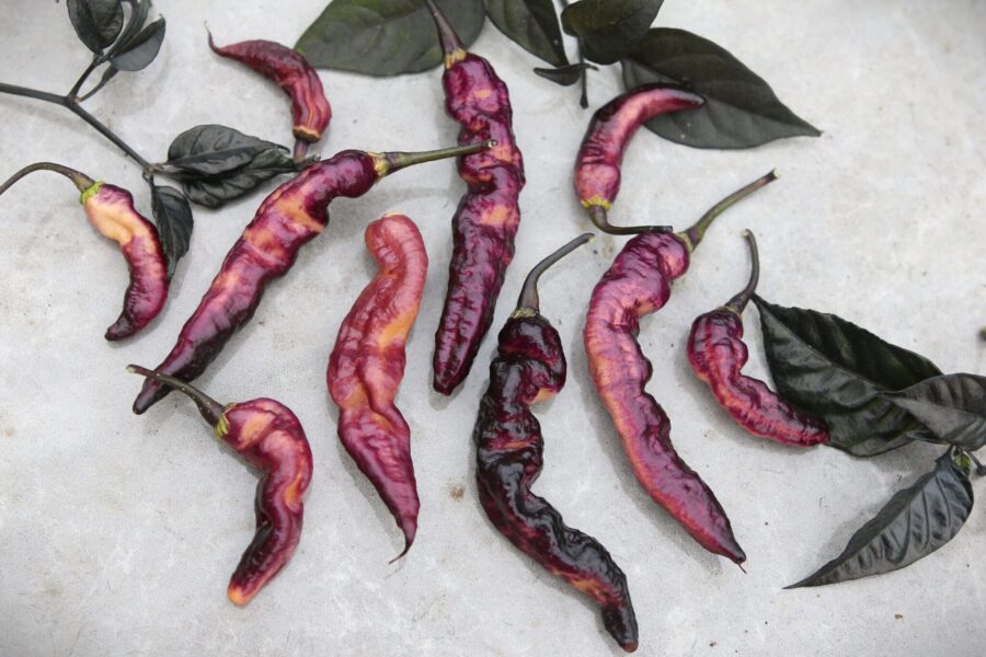 Purple Serpent chili med purpurfärgade krökta frukter i ormliknande form | TummelstaChili