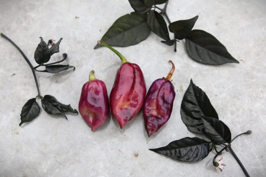 Taj Mahal Pink Peach chili med unik rosa-persikafärg – italiensk prydnadschili | TummelstaChili