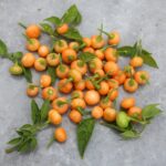 Odla Aji Charapita Peach