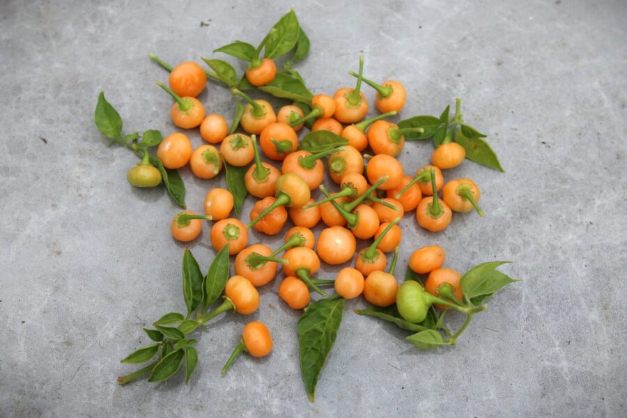 Aji Charapita Peach frön – exklusiva aprikosfärgade minifrukter från Peru | TummelstaChili