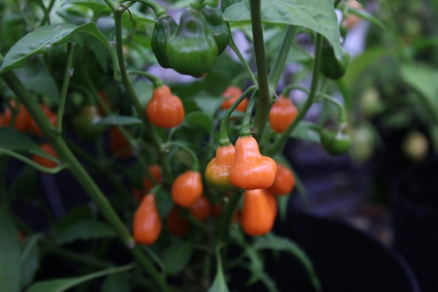 Cabaca Peach chilifrön – dekorativ persikofärgad chili med söt smak | Köp hos TummelstaChili