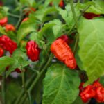 Odla 7 Pot Chaguanas Red