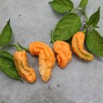 Odla Bhut Jolokia Peach WM
