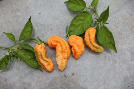 Bhut Jolokia Peach WM