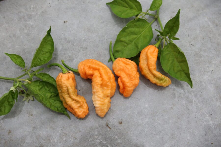 Bhut Jolokia Peach WM – superhet Ghost Pepper med persikofärgade, rynkiga frukter | TummelstaChili