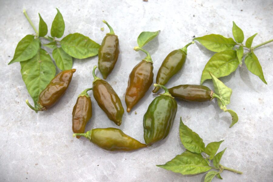 EverGreen chilifrön – grön habanero som förblir grön vid mognad | TummelstaChili
