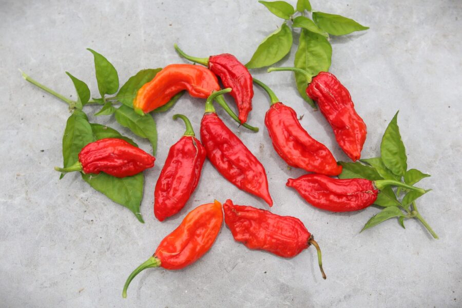 Improved Naga chilifrön – superhet röd indisk chili | TummelstaChili