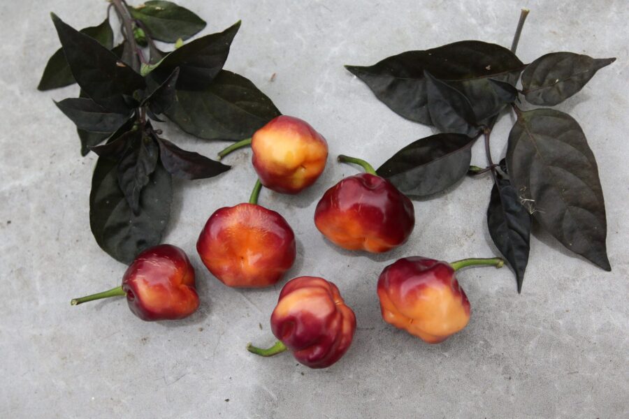 CGN 21500 chili med persika-gul och lila färg – brasiliansk habanero-typ | TummelstaChili