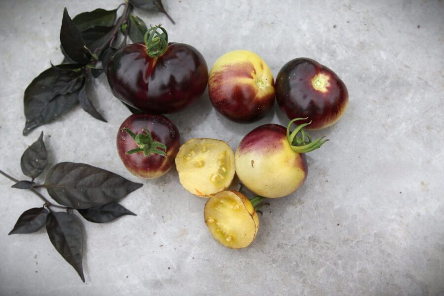 Glossy Rose Blue tomatfrön – trifärgad körsbärstomat i rosa, lila och svart | TummelstaChili