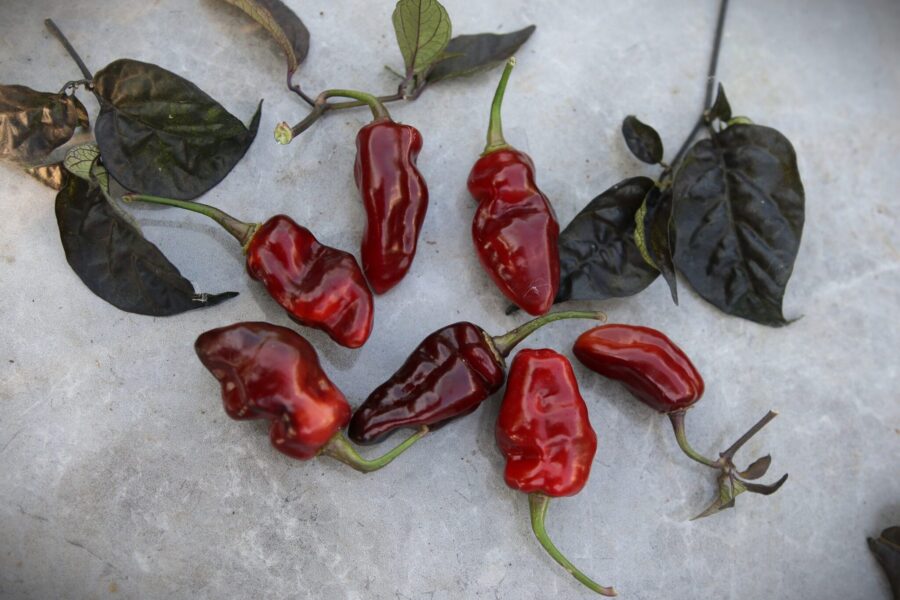 Pimenta Puma chili med lila frukter i olika mognadsstadier mot orange | TummelstaChili