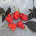 Odla Aji Fantasy Red