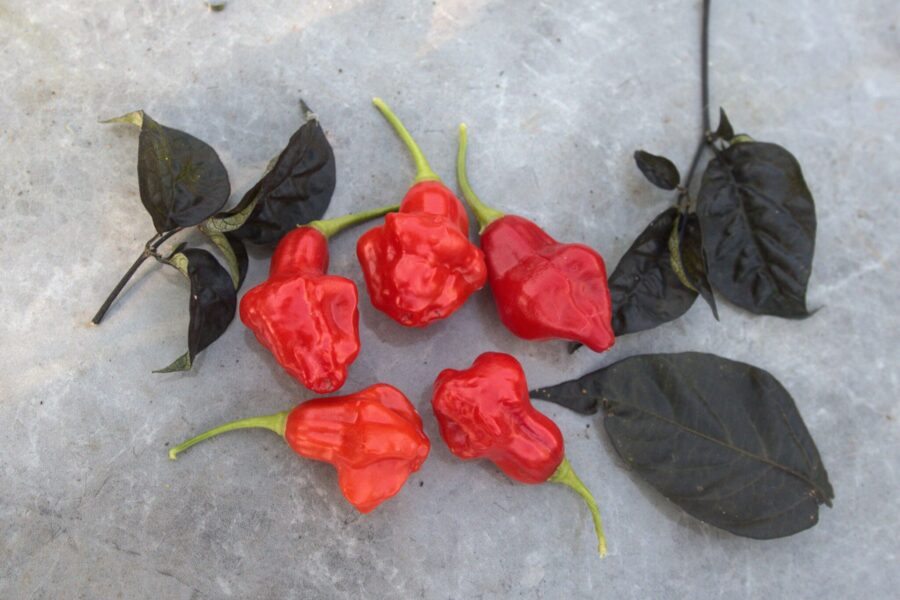 Aji Fantasy Red chilifrön – röda lyktalika frukter från finsk hybrid | TummelstaChili