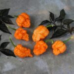 Odla Brain Collapse Peach DD