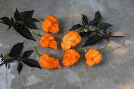 Brain Collapse Peach DD