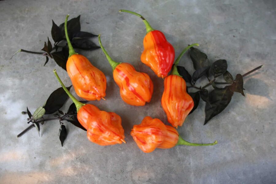 Zebrange chili med zebrarandiga frukter i orange och rött | Belgisk specialsort | TummelstaChili