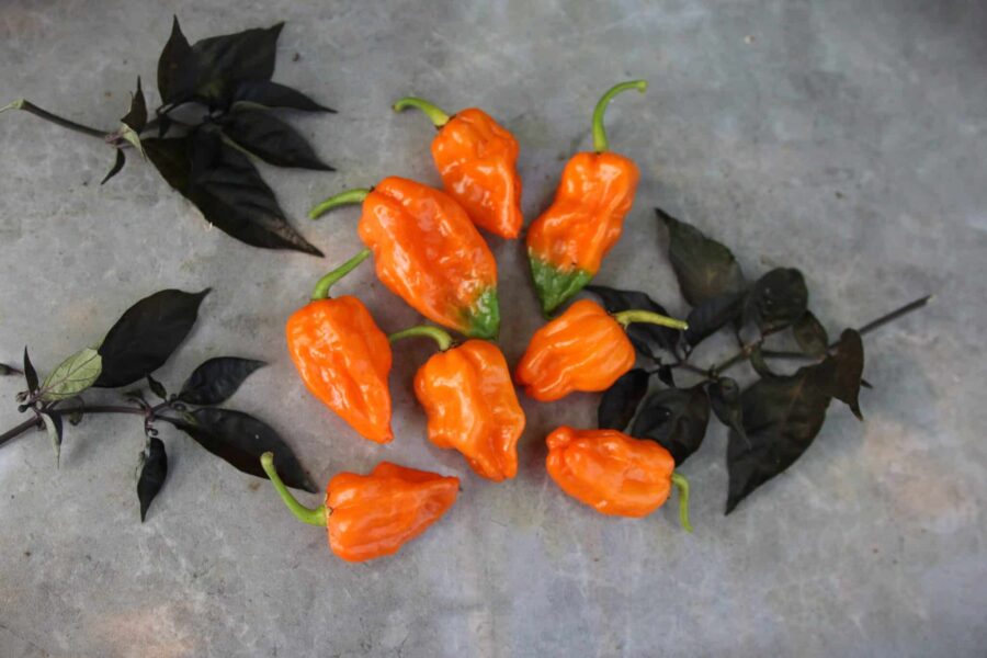 Orange Ripple chilifrön – het habanero-hybrid med Reaper-svans i orange | TummelstaChili