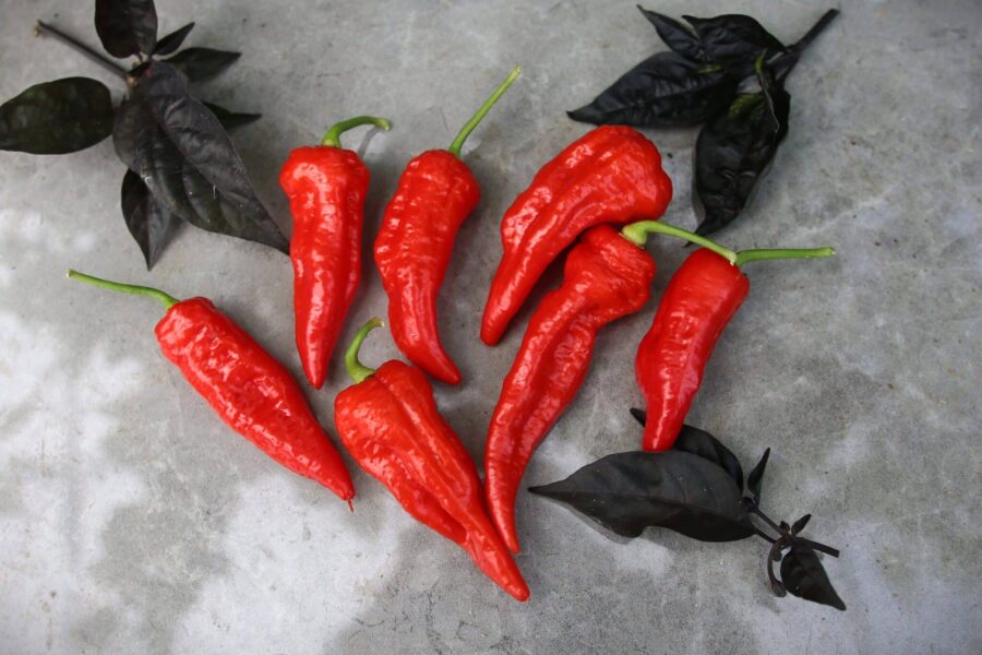 Arrowhead chilifrön – superhet chili med pilformade röda frukter | TummelstaChili