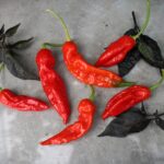 Odla KS Misery Sweet