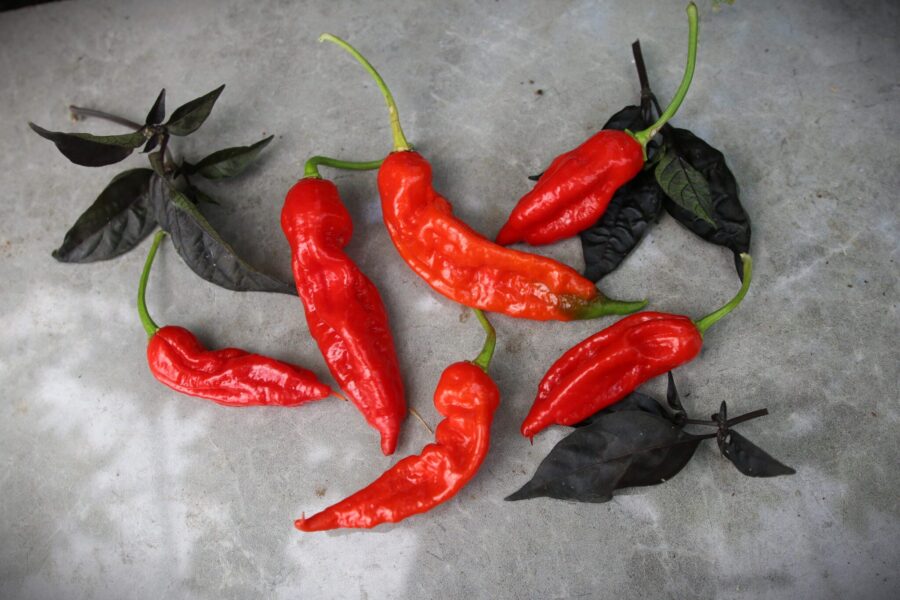 KS Misery Sweet chili – Khang Starr hybrid med svarta och röda frukter | TummelstaChili