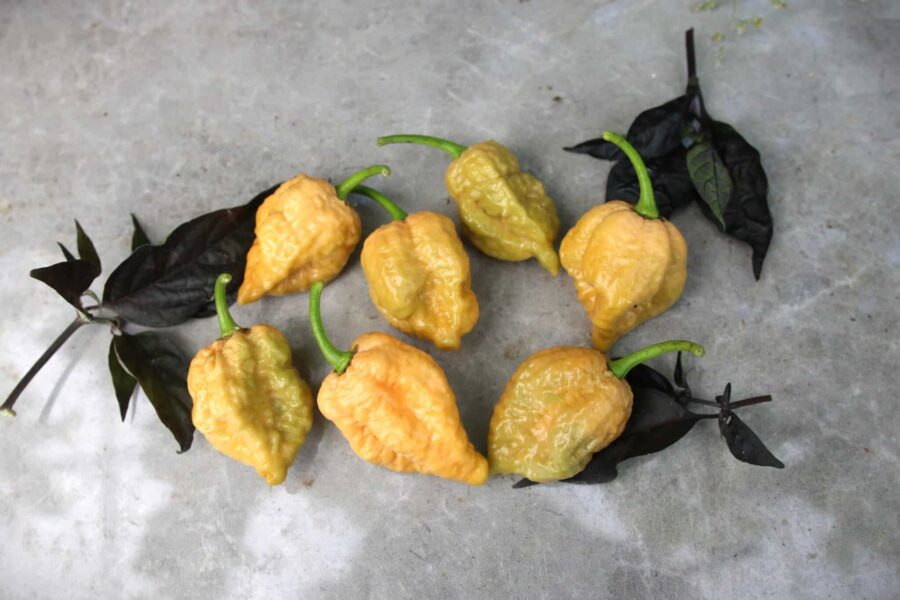 Golden Reaper chilifrön – gyllene superchili med extrem hetta | TummelstaChili