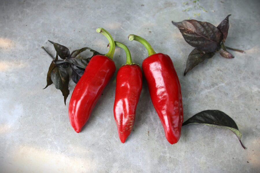 Espelette chilifrön – klassisk fransk baskisk chili med röda frukter | TummelstaChili