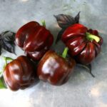 Odla Chocolate Beauty