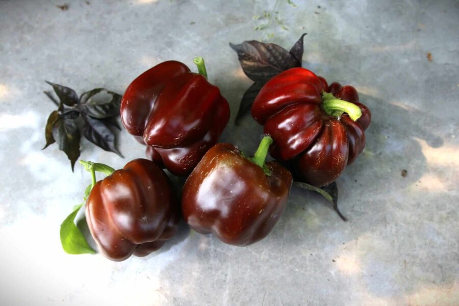 Chocolate Beauty paprika med unik chokladbrun färg och tjockt kött | Svenskodlade frön TummelstaChili