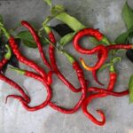 Odla Bangalore Whippet's Tail