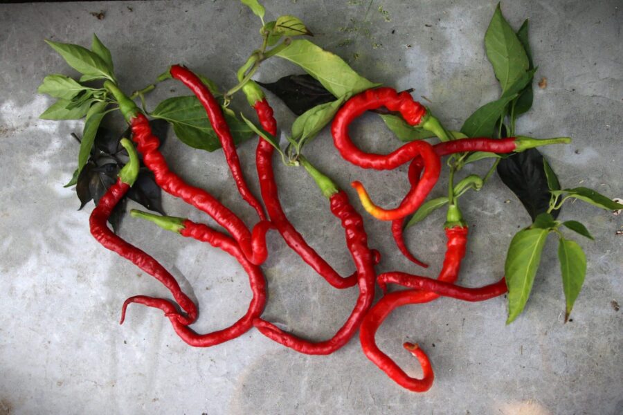 Bangalore Whippet's Tail chilifrön – indisk sort med långa spiralformade röda frukter | TummelstaChili