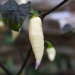 Odla Jay's x Pink x Reaper Lemon