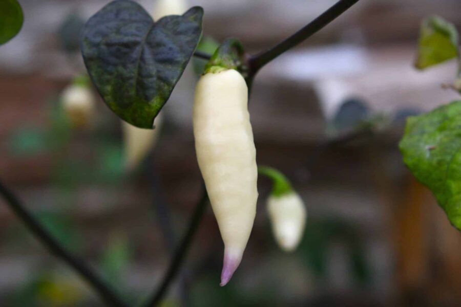 Jay's x Pink x Reaper Lemon – ultrahet superhet-hybrid med violetta frukter | Köp hos TummelstaChili