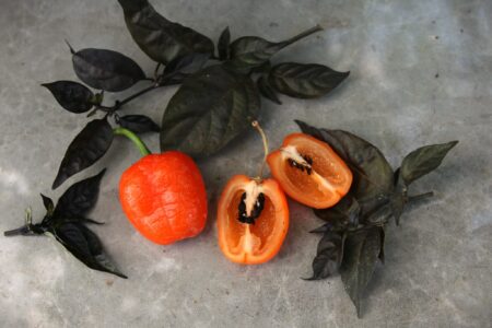 Rocoto Canario