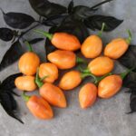 Odla Habanero Cotton Candy