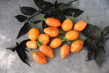 Habanero Cotton Candy