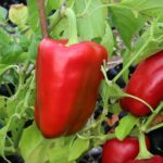 Odla Large Ship Of The Desert